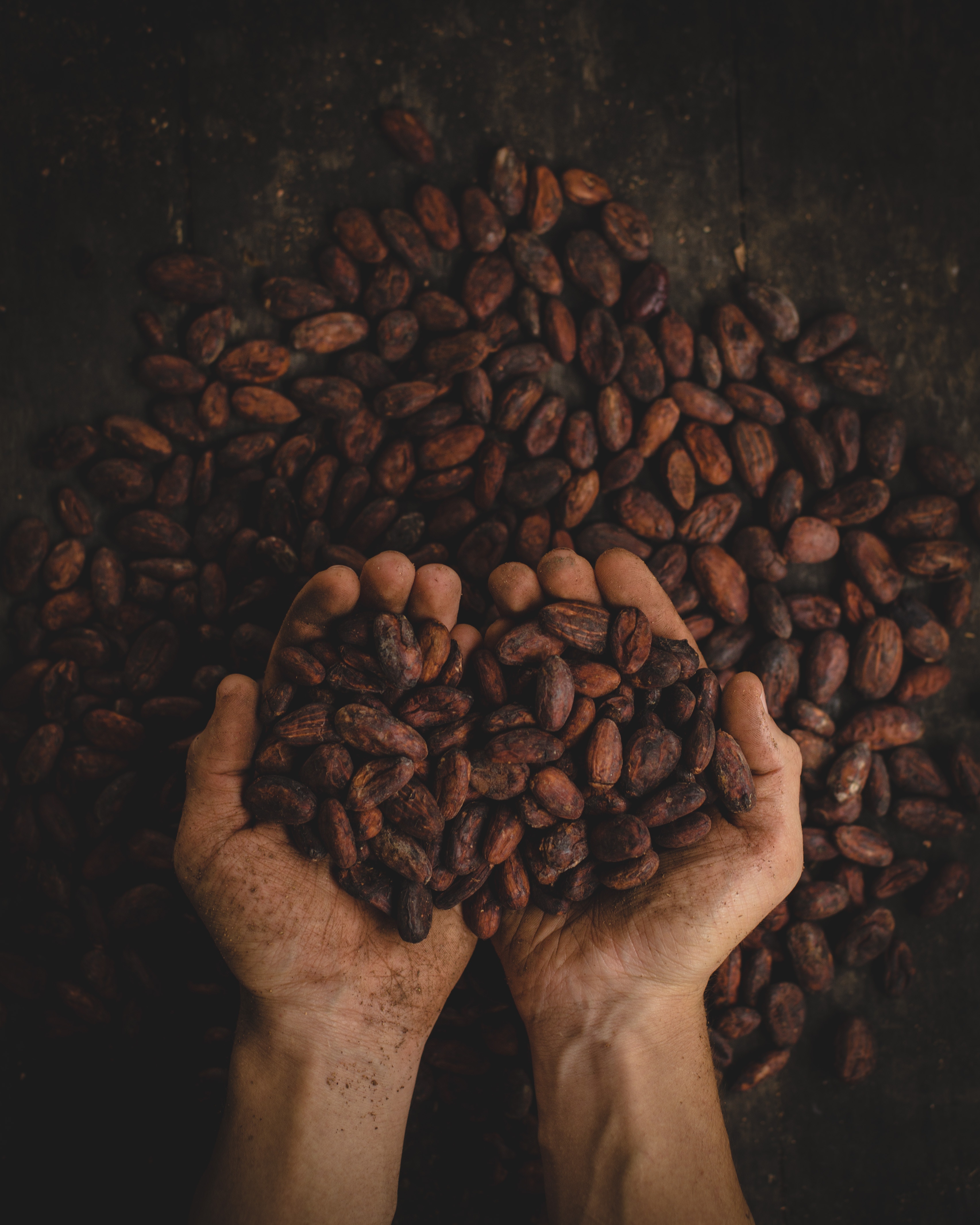 Scientists discover that chocoholics existed over 5,400 years ago
